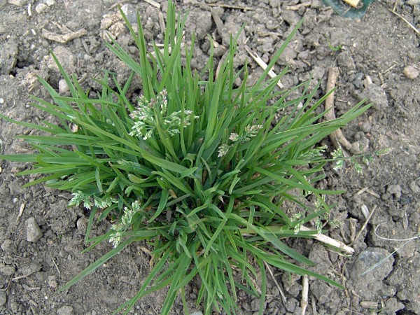 Obr. 7: Lipnice ročn&iacute; na poč&aacute;tku met&aacute;n&iacute;