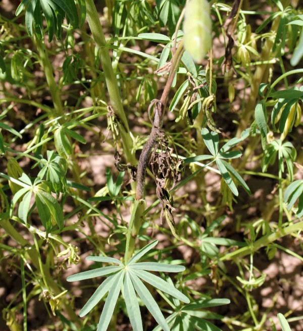 Obr. 6: Napaden&iacute; lodyhy houbou Botrytis cinerea	