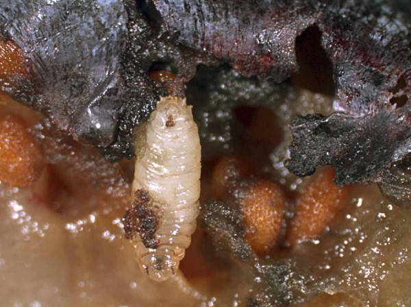 Larva octomilky japonsk&eacute; (M. Kubi&scaron;tov&aacute;)