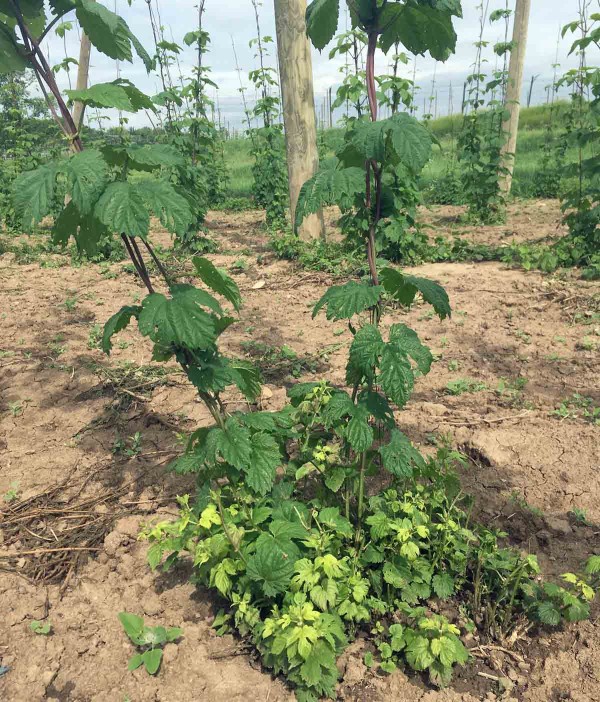 Obr. 1: Klasovit&eacute; v&yacute;hony, prim&aacute;rn&iacute; infekce P. humuli, odrůda Harmonie