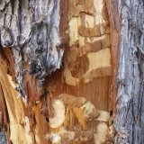 Podkorní hmyz v městské zeleni Podkorní hmyz v městské zeleni