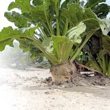 Nab&iacute;dka odrůd cukrov&eacute; řepy pro rok 2018