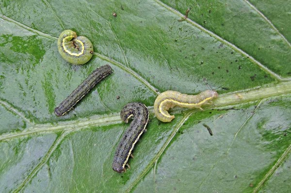 Housenky můr na košťálovinách Housenky můr na košťálovinách