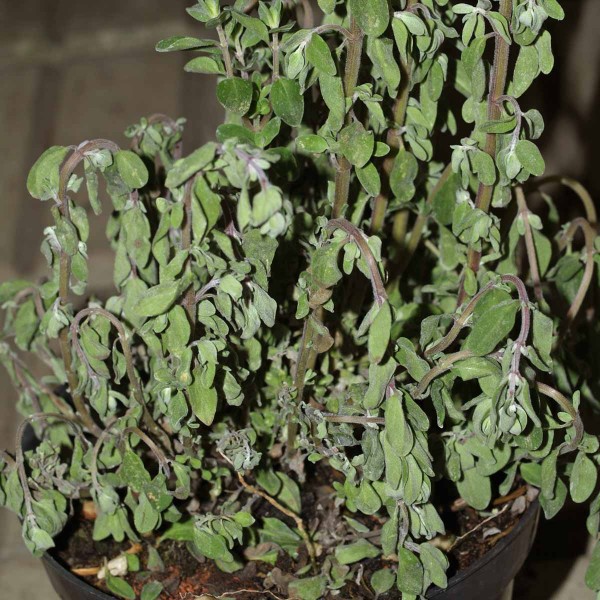 Major&aacute;nka napaden&aacute; půdn&iacute;mi patogeny rodu Pythium