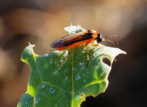 Pilatka řepkov&aacute; - dospělec