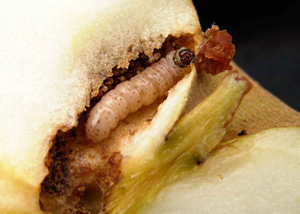 Obaleč jablečný – housenka Obaleč jablečný – housenka