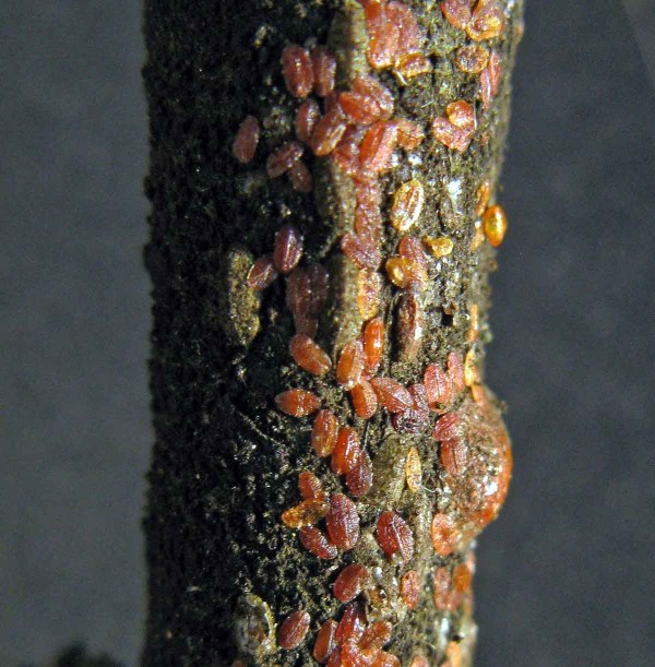 Puklice švestková Puklice švestková