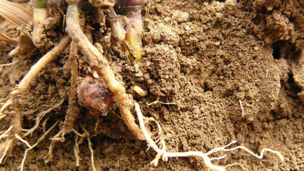 Obr. 2: Larva na kořenu kukuřice