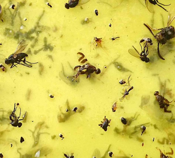 Im&aacute;ga vrtivke orechovej na žlt&eacute; lepov&eacute; doske