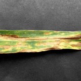 Kolikr&aacute;t o&scaron;etřovat p&scaron;enici fungicidem?