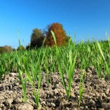 Sekator OD nově i pro podzimní použití v ozimech Sekator OD nově i pro podzimní použití v ozimech