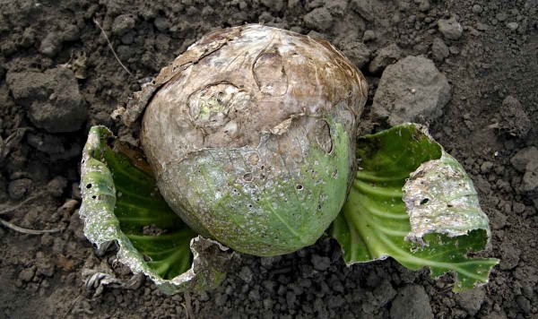 Alternáriová skvrnitost brukvovitých Alternáriová skvrnitost brukvovitých