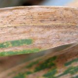 P&scaron;enice ozim&aacute; - osivo a&nbsp;zdrav&iacute; porostu