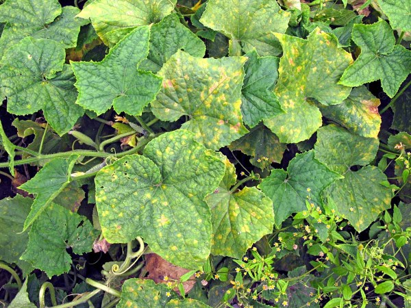 Pl&iacute;seň d&yacute;ňovit&yacute;ch