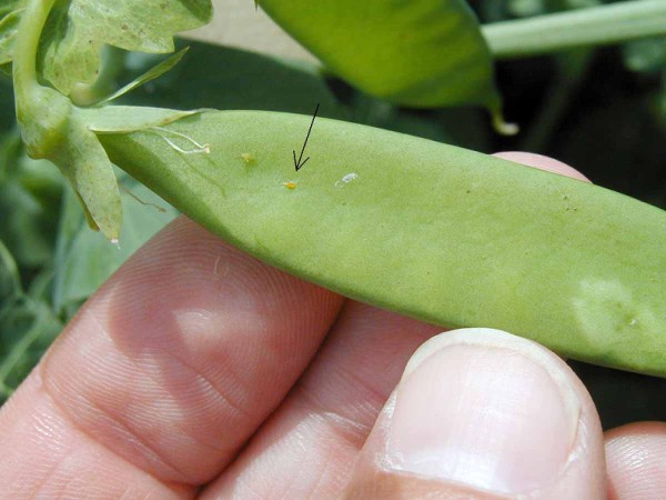 Obr. 4b: Vaj&iacute;čka zrnokaze hrachov&eacute;ho jsou oranžov&aacute; jako pomeranč, asi 0,8 mm dlouh&aacute;; samičky je kladou na mal&eacute; zelen&eacute; lusky, často z&nbsp;obou stran