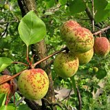 Aktu&aacute;ln&iacute; přehled ochrany zahrad, sadů a&nbsp;vinic - květen a&nbsp;červen 2021