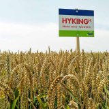Ověřeno v&nbsp;praxi - Hyking (B/C) dominuje v&yacute;nosem