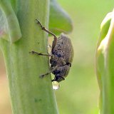 Ochrana proti &scaron;kůdcům řepky v&nbsp;jarn&iacute;m obdob&iacute;