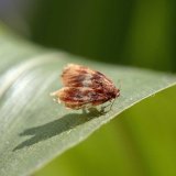 Integro a&nbsp;Nurelle D v&nbsp;boji proti zav&iacute;ječi a&nbsp;b&aacute;zlivci