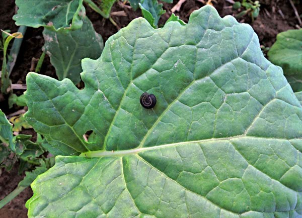 Housenice pilatky řepkové Housenice pilatky řepkové