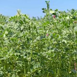 Pěstov&aacute;n&iacute; luskovin (4) - Čočka a&nbsp;cizrna