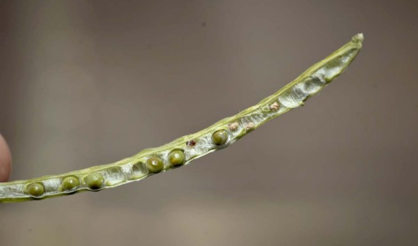 Po&scaron;kozen&iacute; semen řepky mrazem