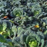 Nov&eacute; postupy ochrany proti Plasmodiophora brassicae - poloprovozn&iacute; testy