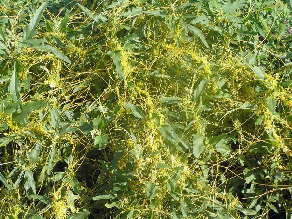 V jižněj&scaron;&iacute;ch zem&iacute;ch b&yacute;v&aacute; jedn&iacute;m z&nbsp;nejčastěj&scaron;&iacute;ch hostitelů kokotice ladn&iacute; lebeda tatarsk&aacute; (Maďarsko)