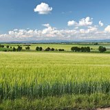 Pr&iacute;pravky Galleko a&nbsp;ich pr&iacute;nos pri pestovan&iacute; jarn&eacute;ho jačmeňa