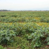 Invázne a expanzívne druhy v podmienkach Slovenska (5): Durman a ľuľok Invázne a expanzívne druhy v podmienkach Slovenska (5): Durman a ľuľok