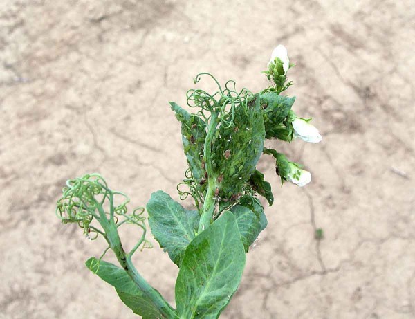 Obr. 2a: Kolonie kyjatky hrachové (Acyrthosiphon pisum) na květenství hrachu Obr. 2a: Kolonie kyjatky hrachové (Acyrthosiphon pisum) na květenství hrachu