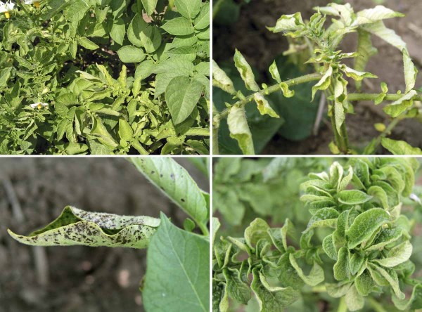 Příznaky napadení virem Y-virus bramboru Příznaky napadení virem Y-virus bramboru