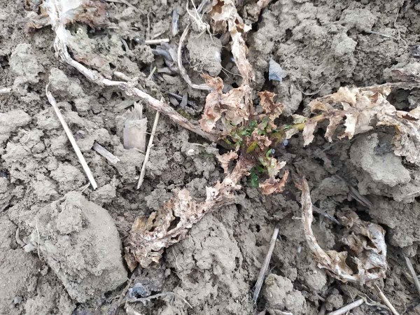 Odumřel&eacute; listy po ž&iacute;ru larev koncem března