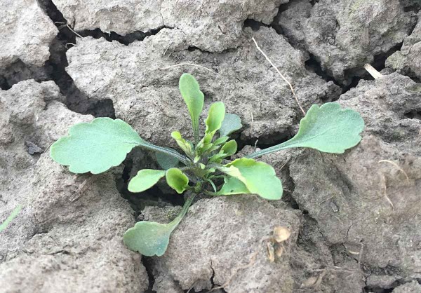 Violka roln&iacute; (Viola arvensis)