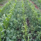 Postemergentn&iacute; regulace plevelů v&nbsp;kukuřici: důvody a&nbsp;možnosti