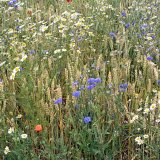 Vliv předplodiny na kvalitu ozimé pšenice Vliv předplodiny na kvalitu ozimé pšenice