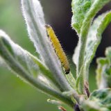 Př&iacute;pravky a&nbsp;metody  pro ochranu v&nbsp;ekologick&eacute; a&nbsp;bezrezidu&aacute;ln&iacute; produkci