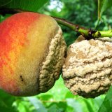 Aktu&aacute;ln&iacute; přehled ochrany zahrad, sadů a&nbsp;vinic - srpen a&nbsp;z&aacute;ř&iacute; 2018