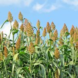 Pěstov&aacute;n&iacute; a&nbsp;využit&iacute; čiroku v&nbsp;Severn&iacute; Americe