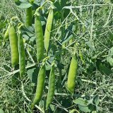 Kingfisher a&nbsp;LG Aspen - nejv&yacute;nosněj&scaron;&iacute; novinky v&nbsp;sortimentu hrachů na trhu