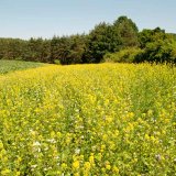 Nektarod&aacute;rn&eacute; biop&aacute;sy