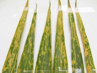 Obr. 5: Příznaky napadení pšenice rzí plevovou Obr. 5: Příznaky napadení pšenice rzí plevovou