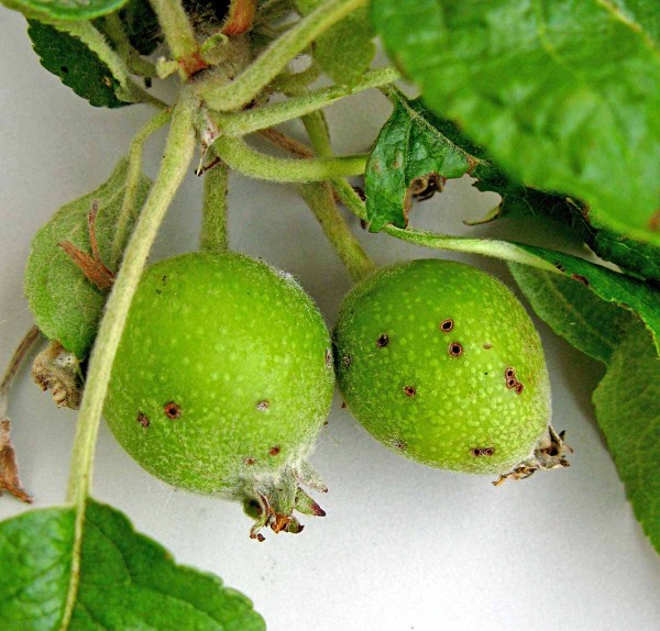 Poškození plůdků zobonoskami Poškození plůdků zobonoskami