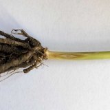 Reakce původců st&eacute;blolamu na vybran&eacute; &uacute;činn&eacute; l&aacute;tky fungicidů