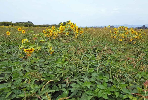 Kr&iacute;žence kult&uacute;rnej a&nbsp;burinnej slnečnice tolerantn&eacute; k&nbsp;ALS inhib&iacute;torom v&nbsp;s&oacute;ji