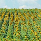 Nab&iacute;dka hybridů slunečnice pro rok 2017