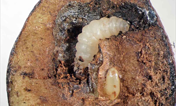 Housenice pilatky hruškové v poškozeném plodu Housenice pilatky hruškové v poškozeném plodu