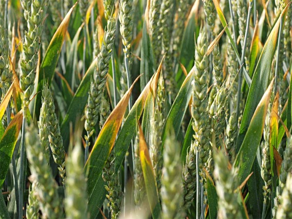 Obr. 1: Zasychání špiček listů nepatogenního původu Obr. 1: Zasychání špiček listů nepatogenního původu