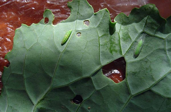 Zápředníček polní - housenky Zápředníček polní - housenky