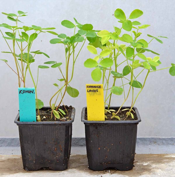 Obr. 4: Po&scaron;kozen&iacute; komonice b&iacute;l&eacute; neregistrovan&yacute;m herbicidem (vpravo)